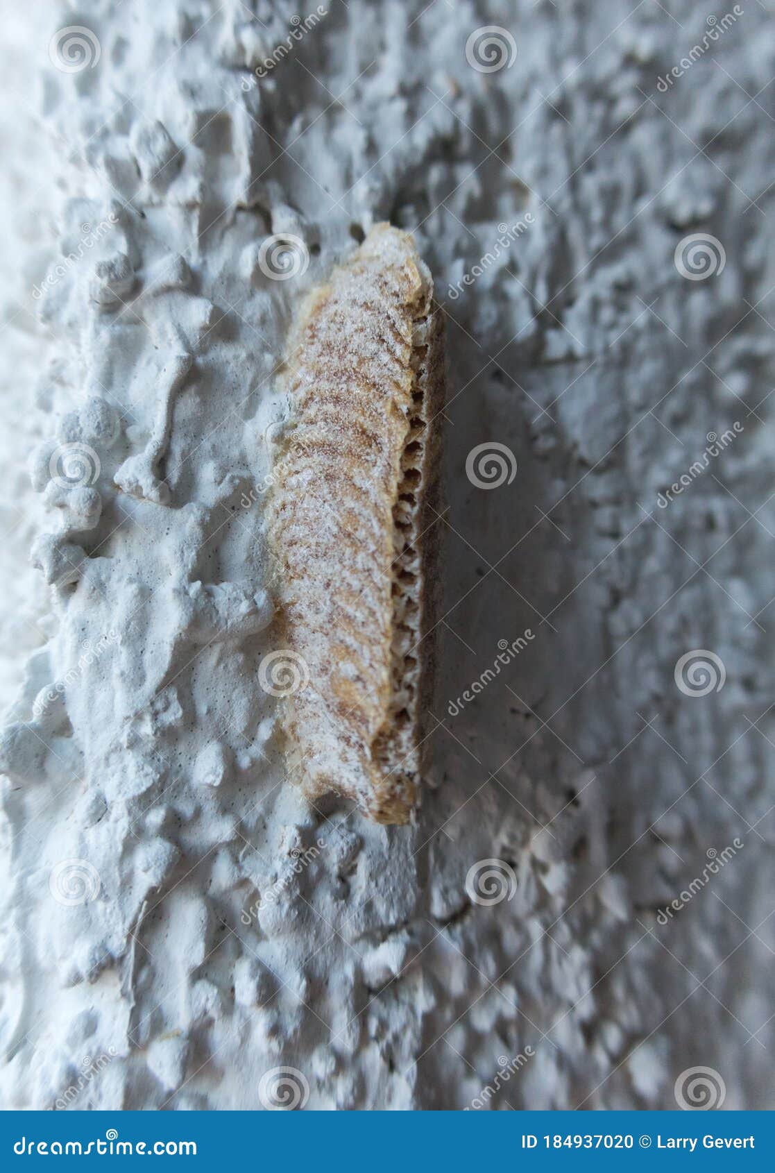 Insect Egg Case, Mediterranean Mantis Stock Photo Image of blending