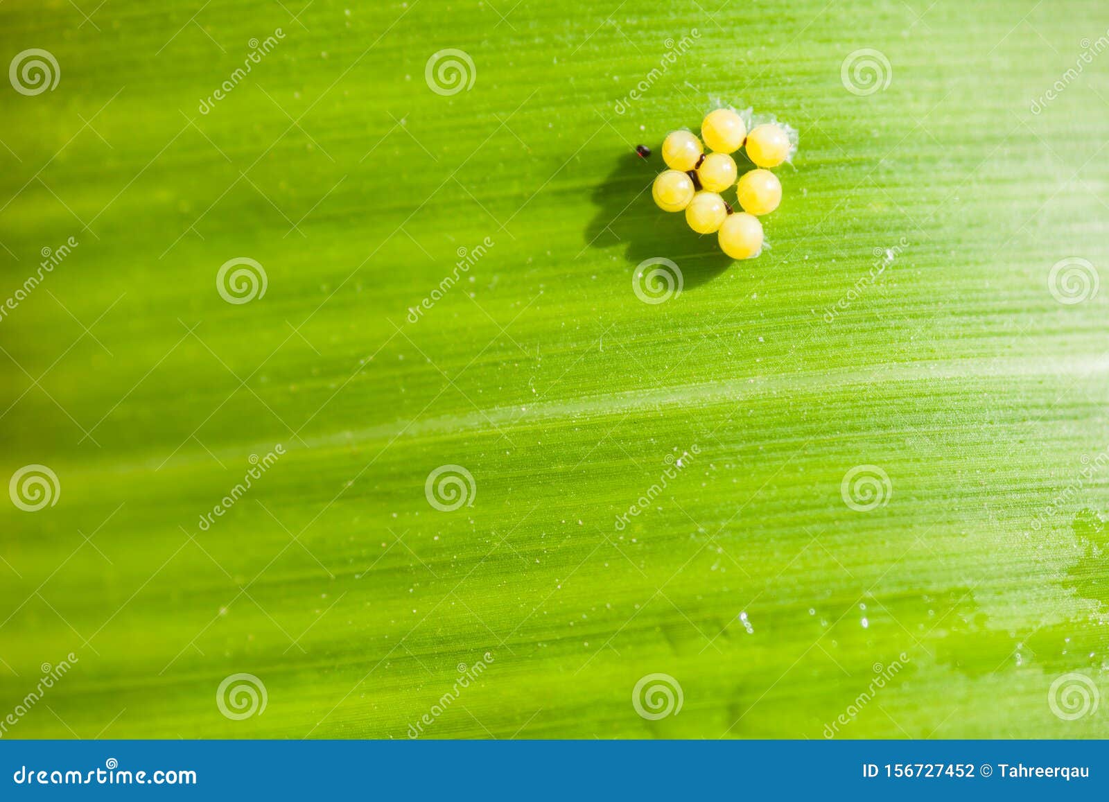 insect eggs on spanish broom insect eggs on spanish broom
