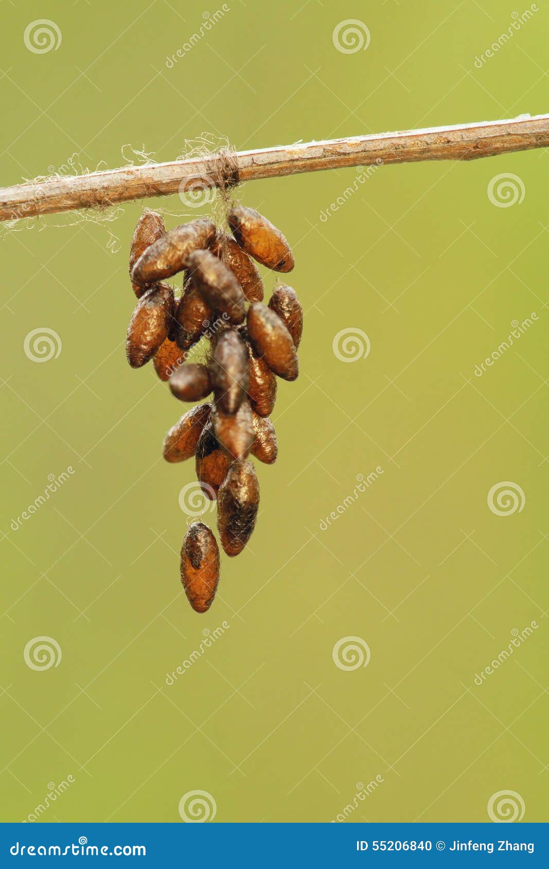 Insect eggs stock photo. Image of cluster, birth, eggs 55206840