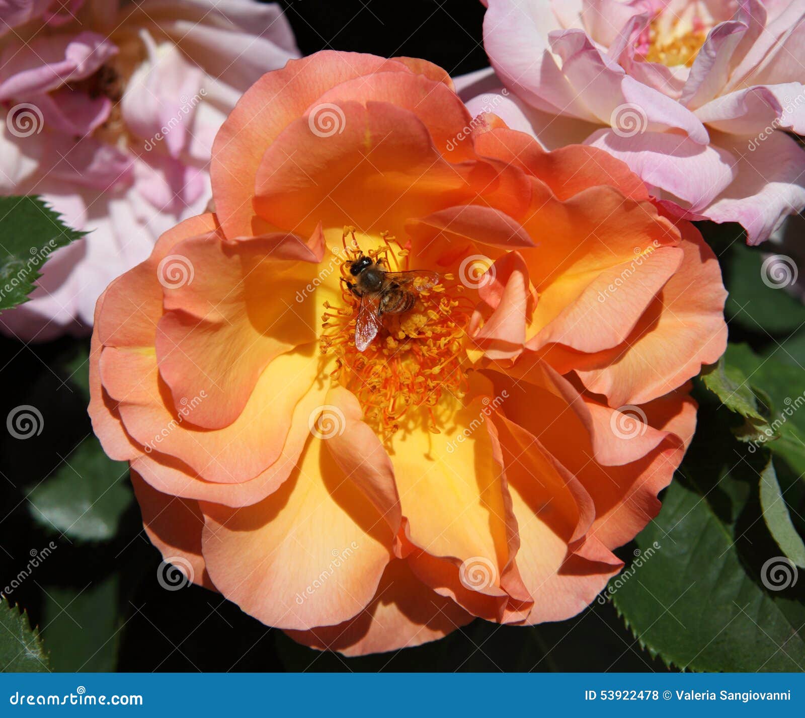 insect on flower