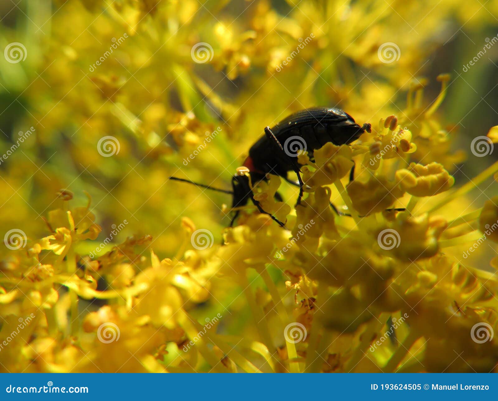 insect flower pollination beautiful natural macro beetle