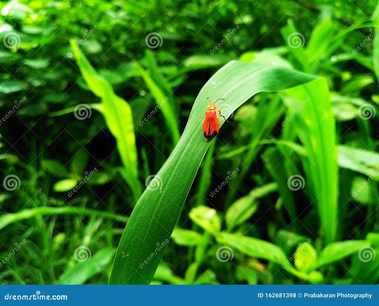 insect in grass field