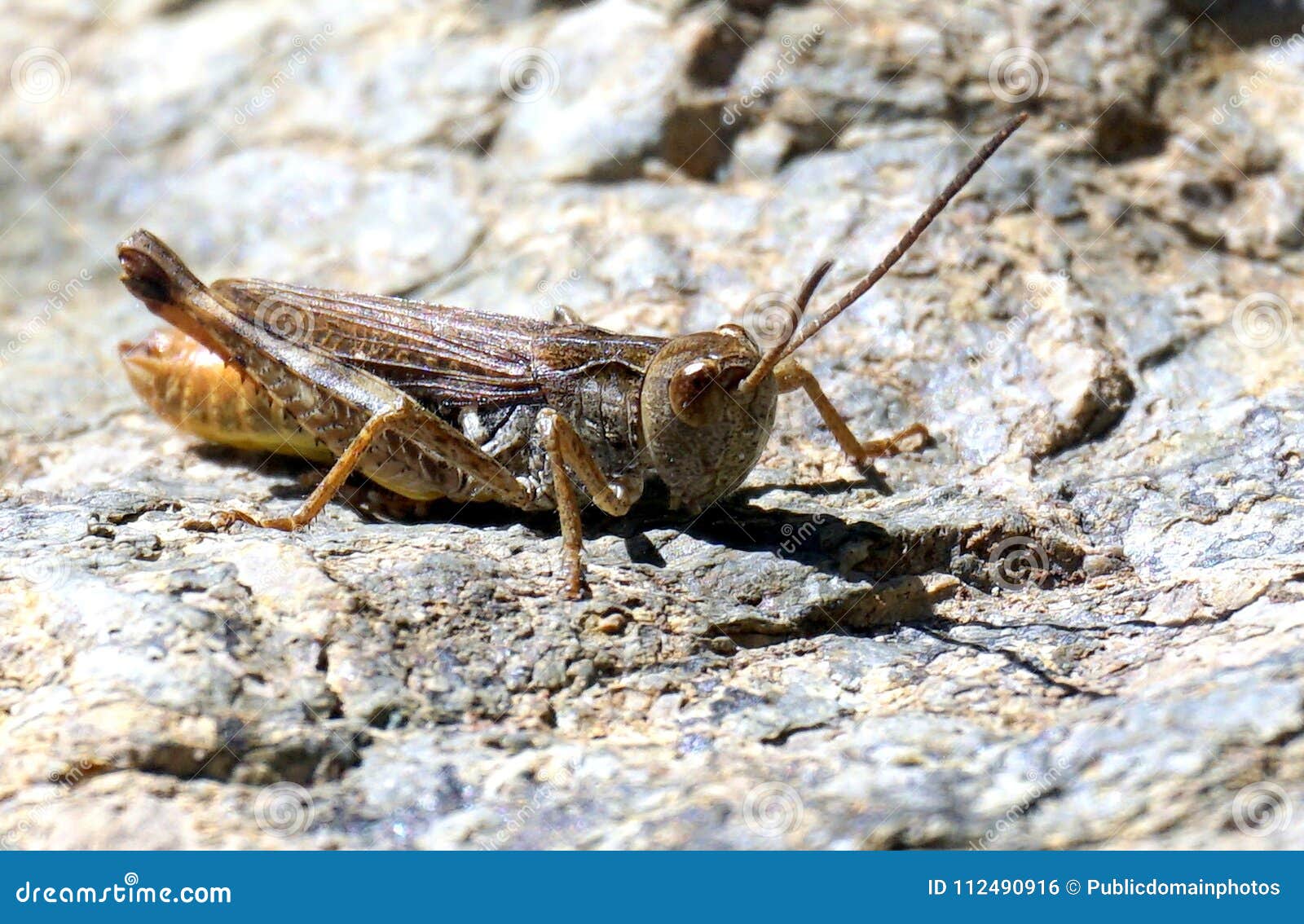 Insect, Cricket Like Insect, Invertebrate Picture. Image