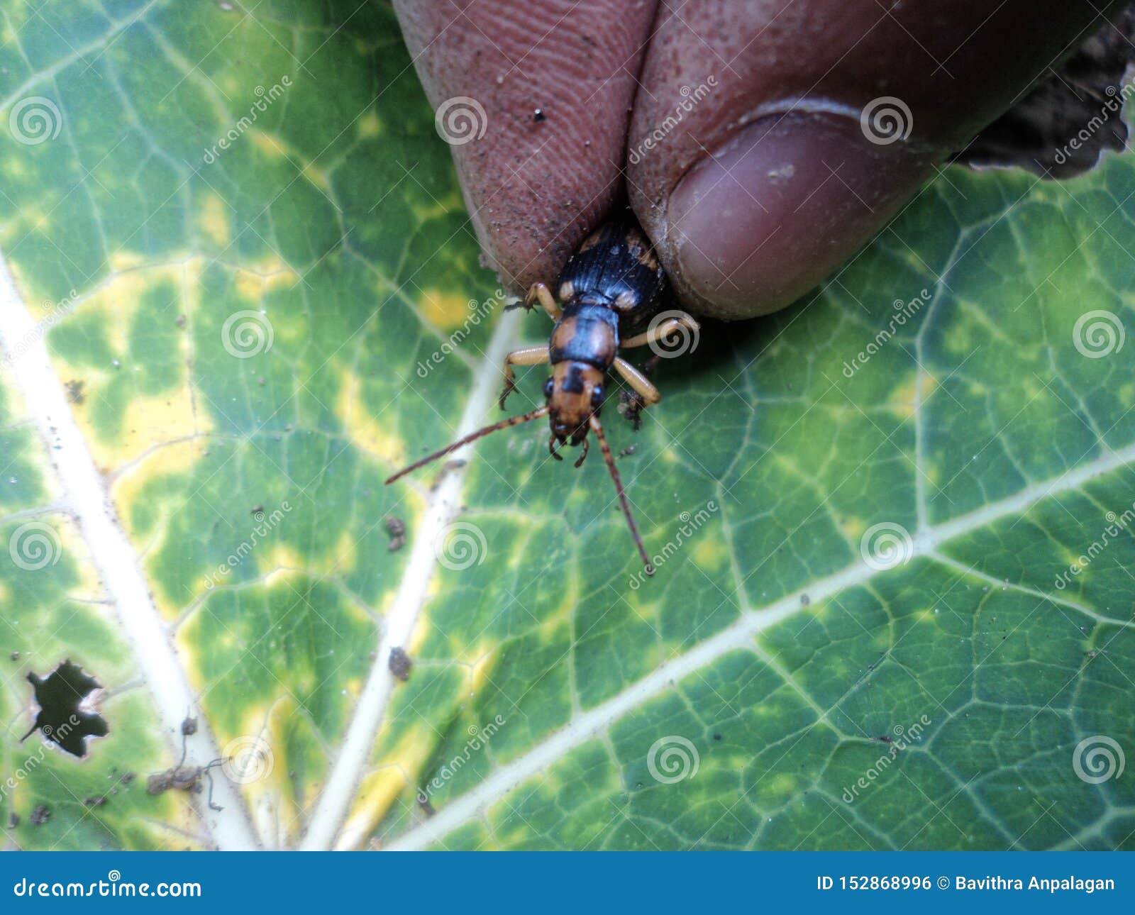 21,004 Insect Hand Photos Free & RoyaltyFree Stock Photos from