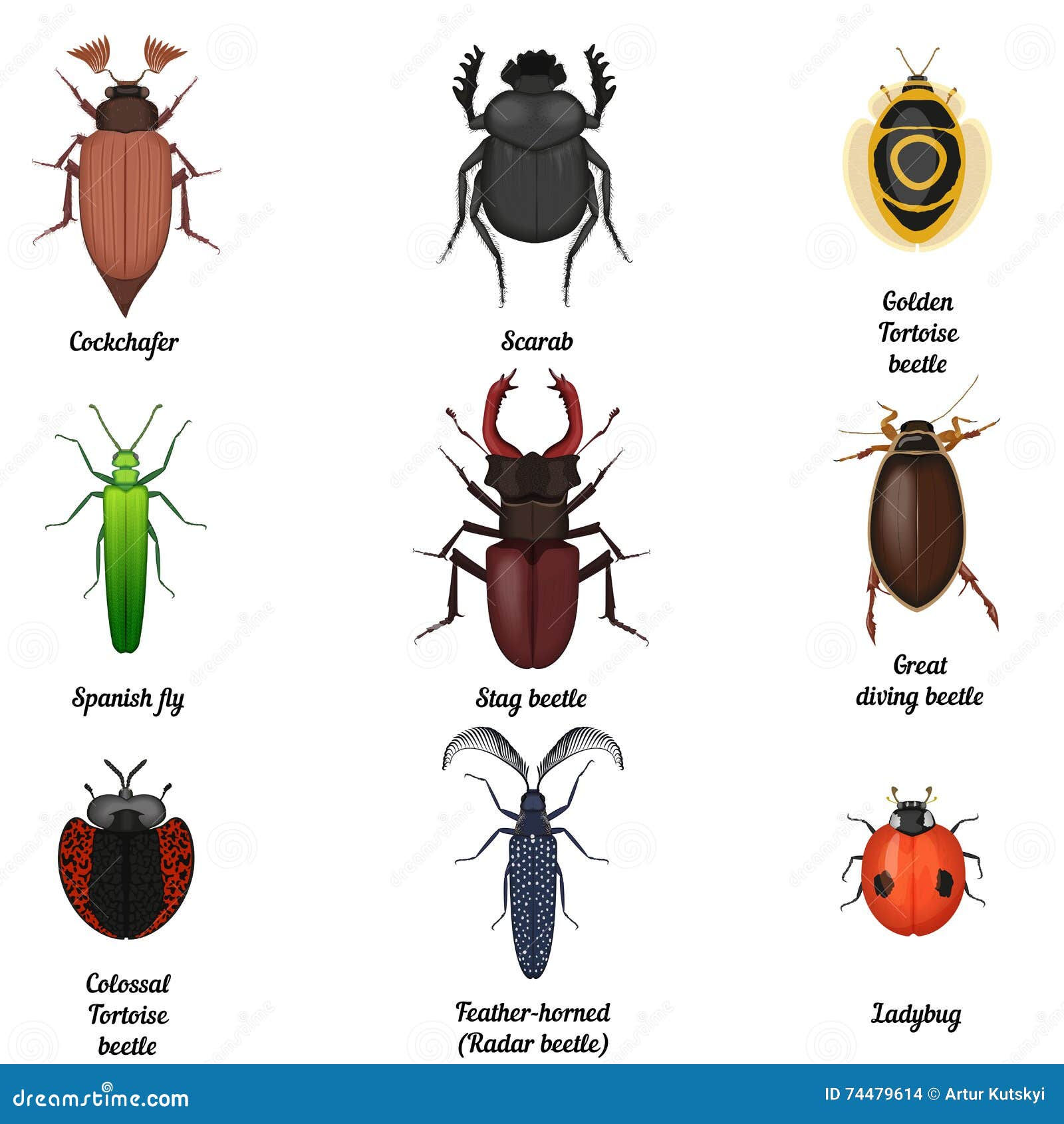 porcelana sin A menudo hablado Beetle Bug Stock Illustrations – 40,054 Beetle Bug Stock Illustrations,  Vectors & Clipart - Dreamstime