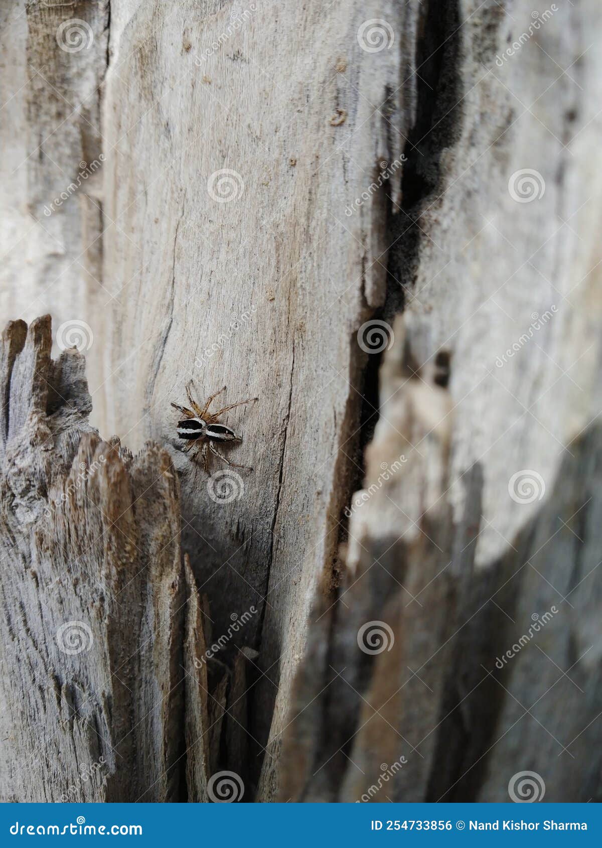 An Insect Inside a Wooden Structure Stock Photo Image of leaf, plant