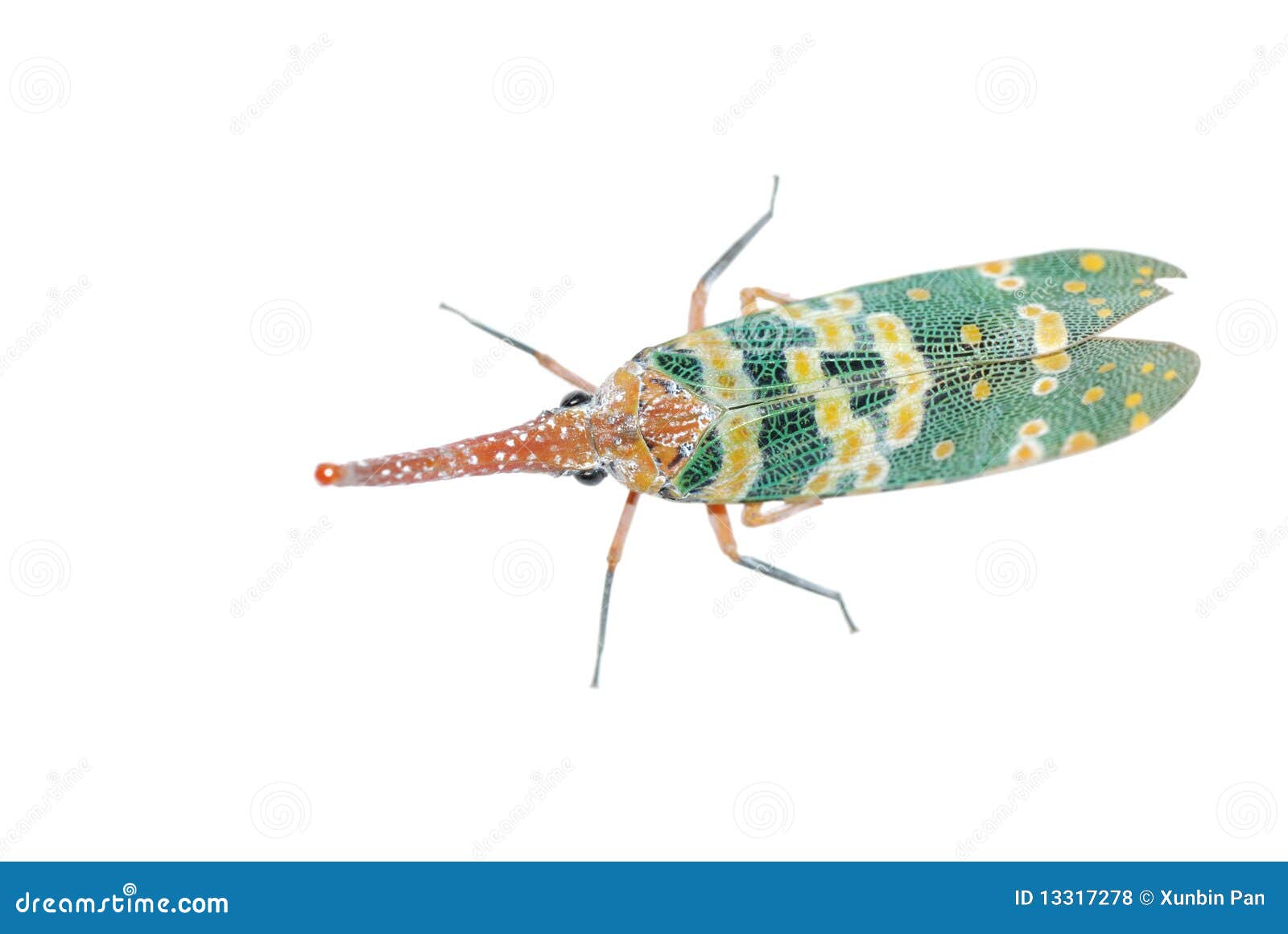 Insect lantern fly stock photo. Image of fauna, green 13317278