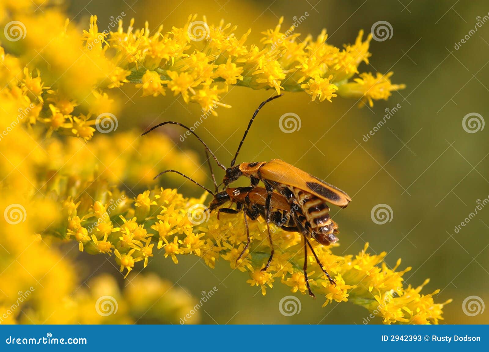Insect Love stock image. Image of study, sexual, insects 2942393