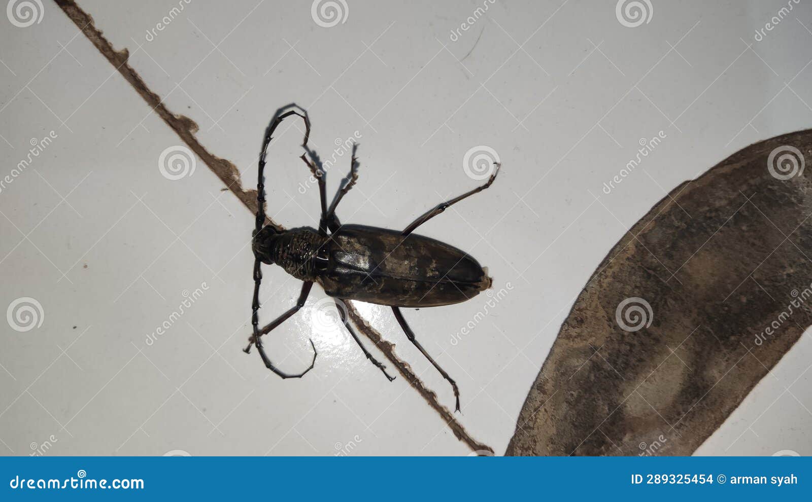 is-an-insect-with-name-batocera-dark-colored-and-backround-woth-stock