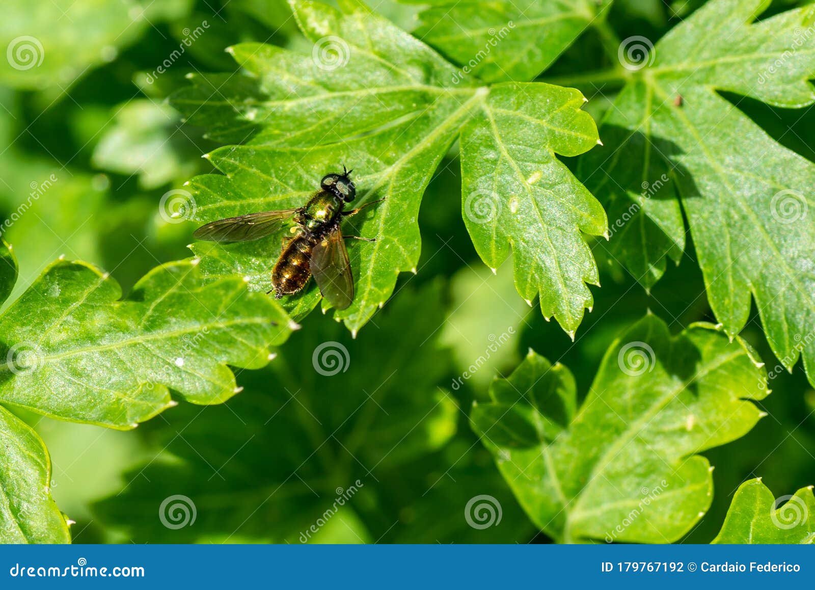 Insect on parsley stock photo. Image of ecology, beauty 179767192