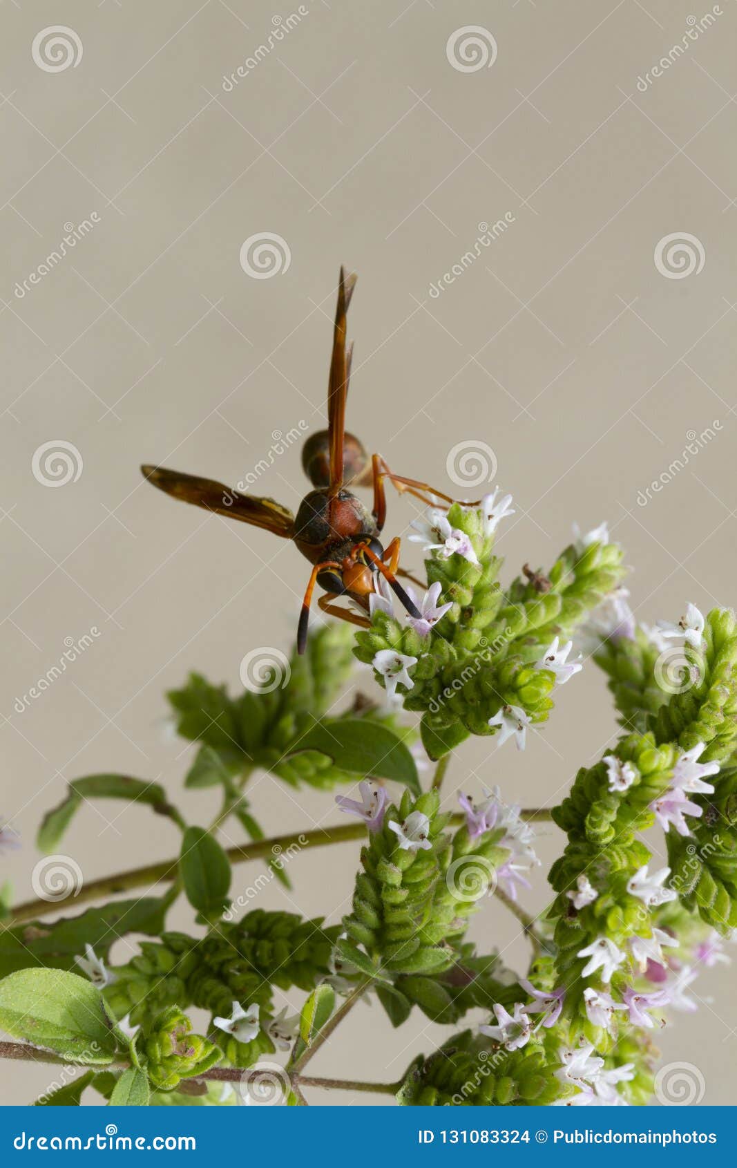 Insect, Pest, Wasp, Invertebrate Picture. Image: 131083324