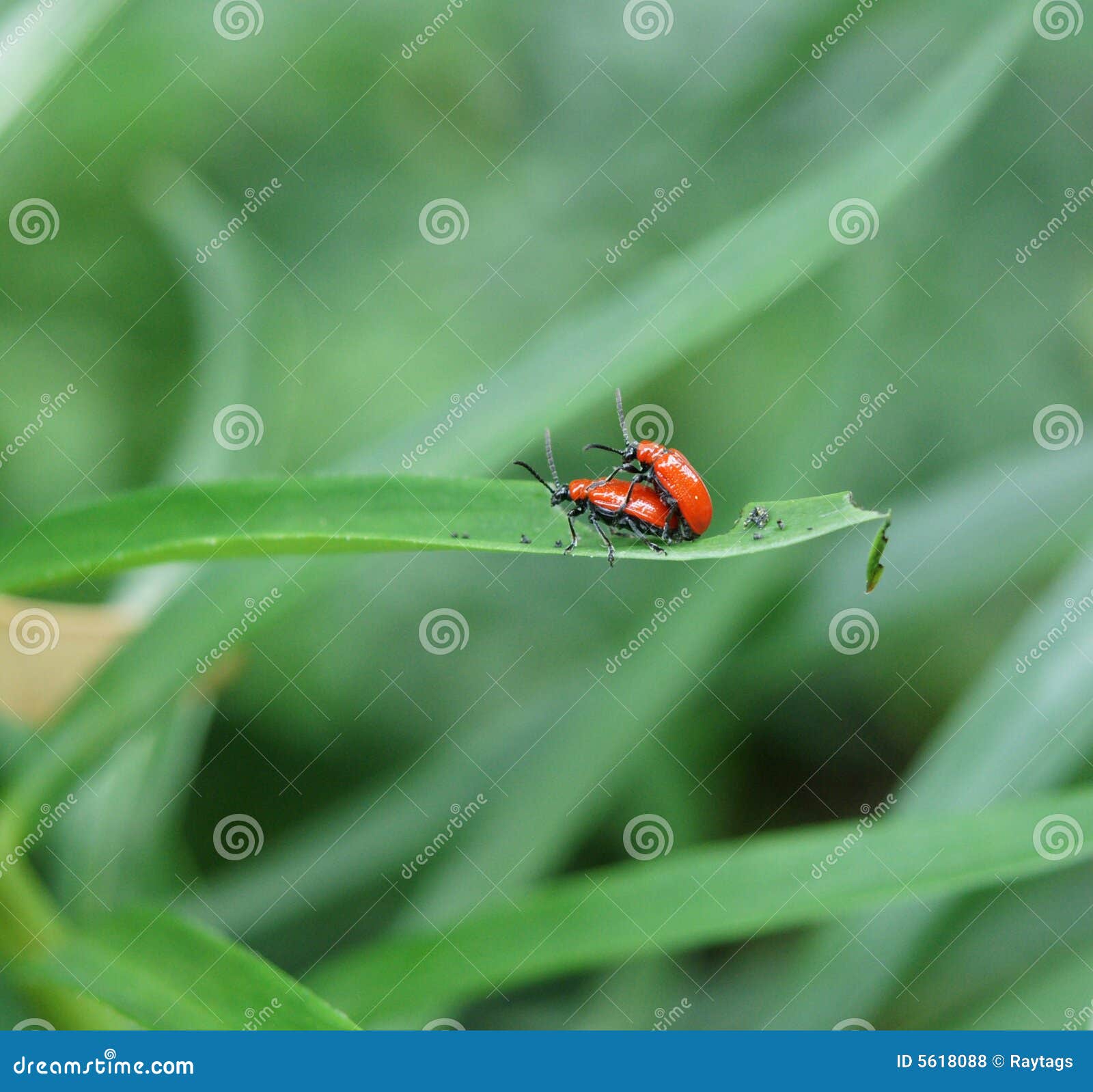  Insect Reproduction  stock photo Image of montreal love 