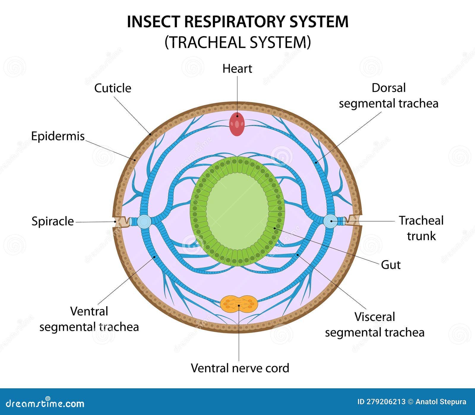 Insect Respiratory System (tracheal System). Cross Section through the
