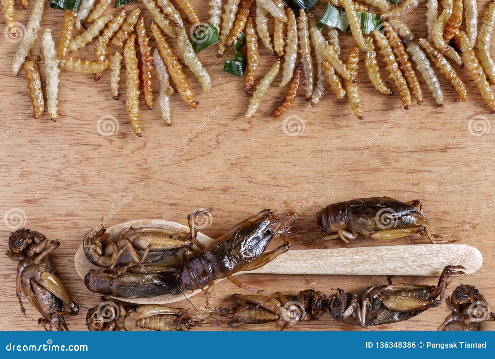 Insectes comestibles images libres de droit, photos de Insectes comestibles
