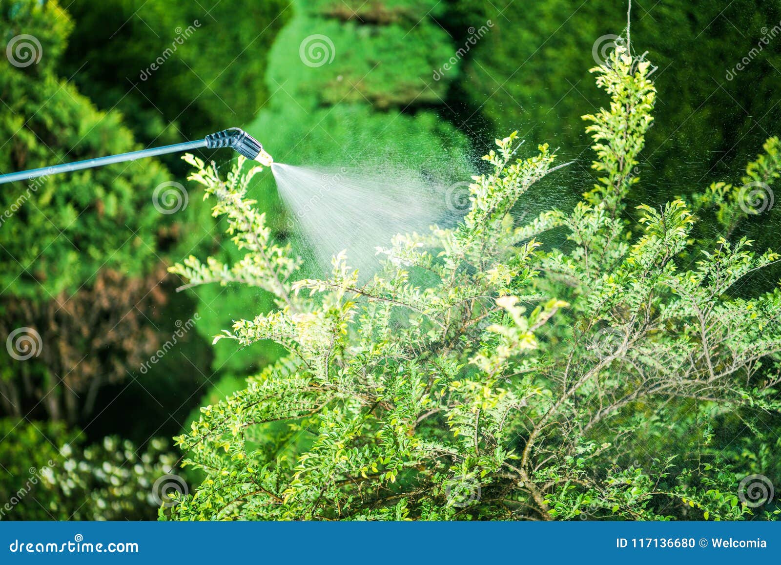 insecticide in the garden