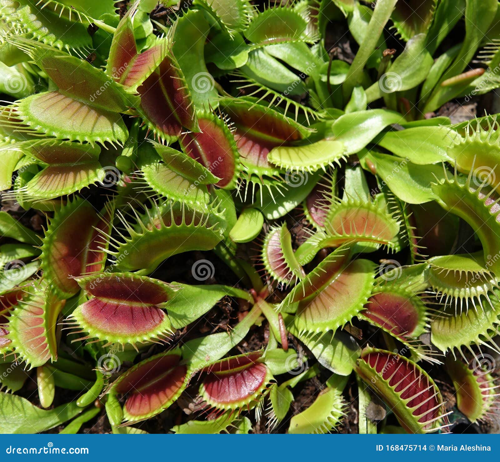 Insectivorous Plant Venus Flytrap Stock Photo Image of beauty