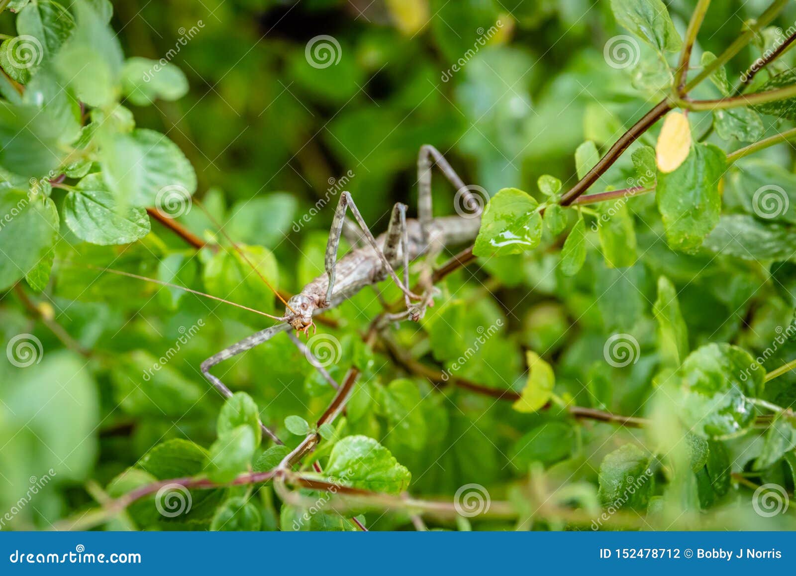 Poderoso sexual Leve Insecto Del Bastón Que Descansa Sobre Un Arbusto Sabio Foto de archivo -  Imagen de arbusto, palillo: 152478712