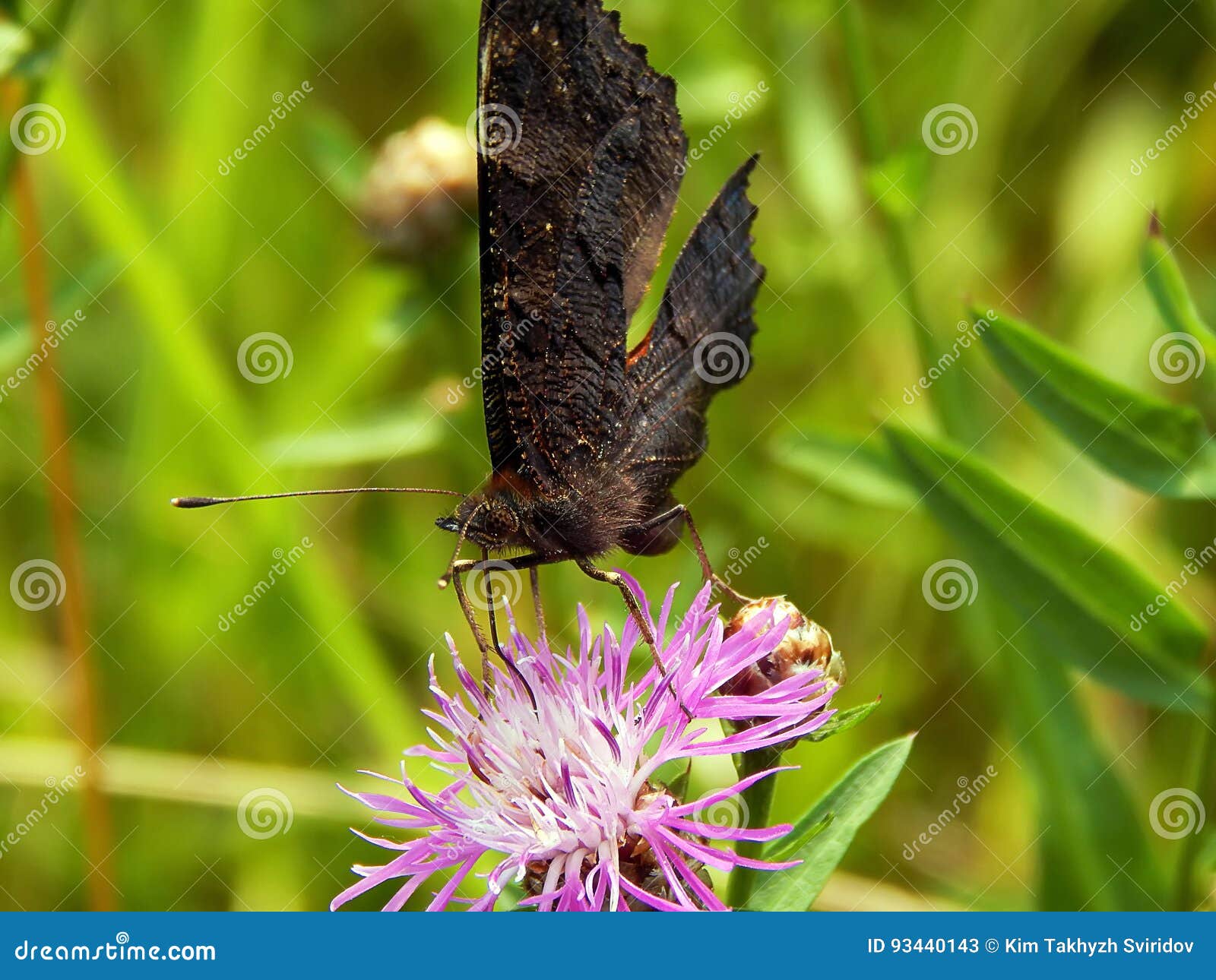 Insecto En Las Flores Del Prado Imagen de archivo Imagen de parque