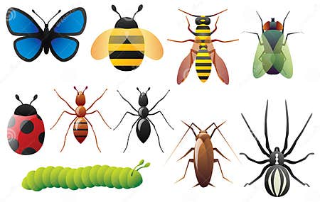 Insects stock vector. Illustration of ants, ladybird, insect - 8070430