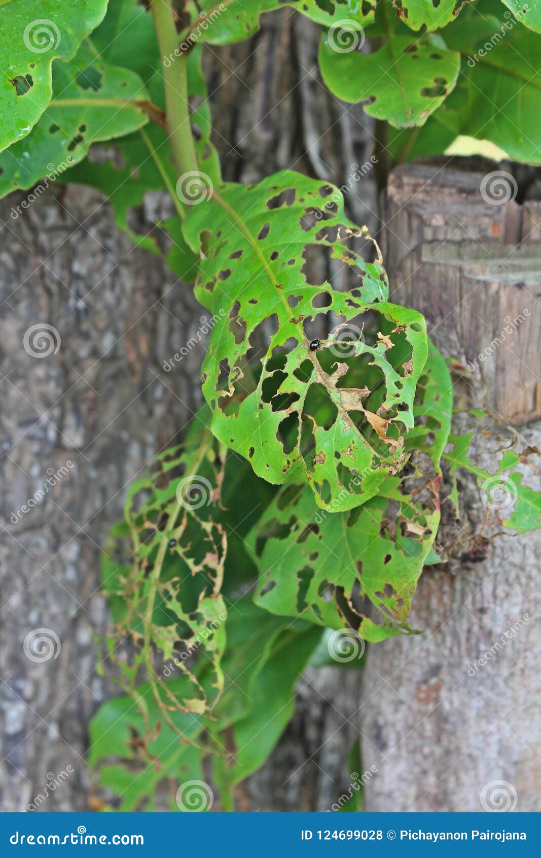 Insects bite leaf. stock photo. Image of pest, garden 124699028