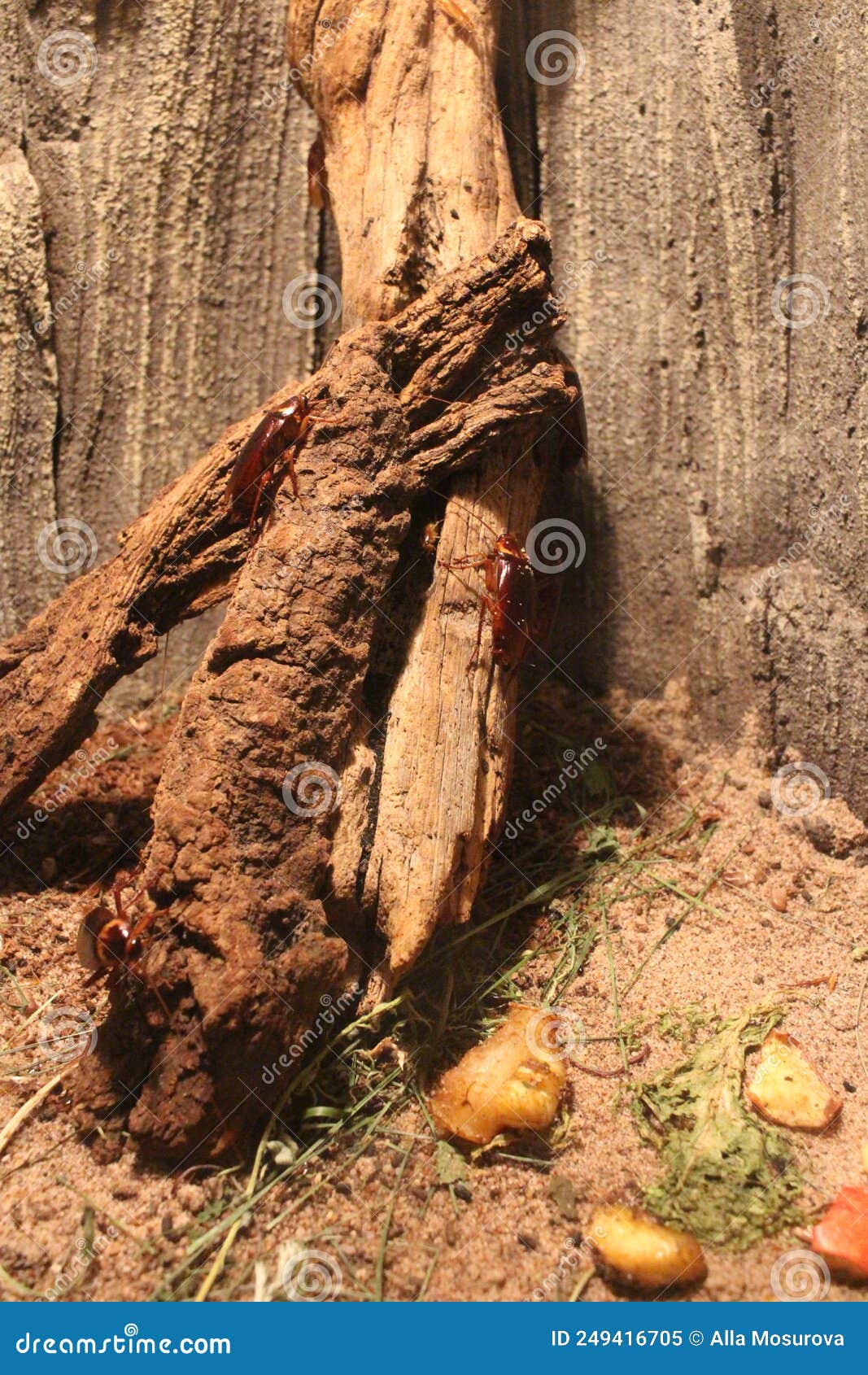 Insects Cockroaches on a Tree Pests of Wood Beetle Stock Image Image