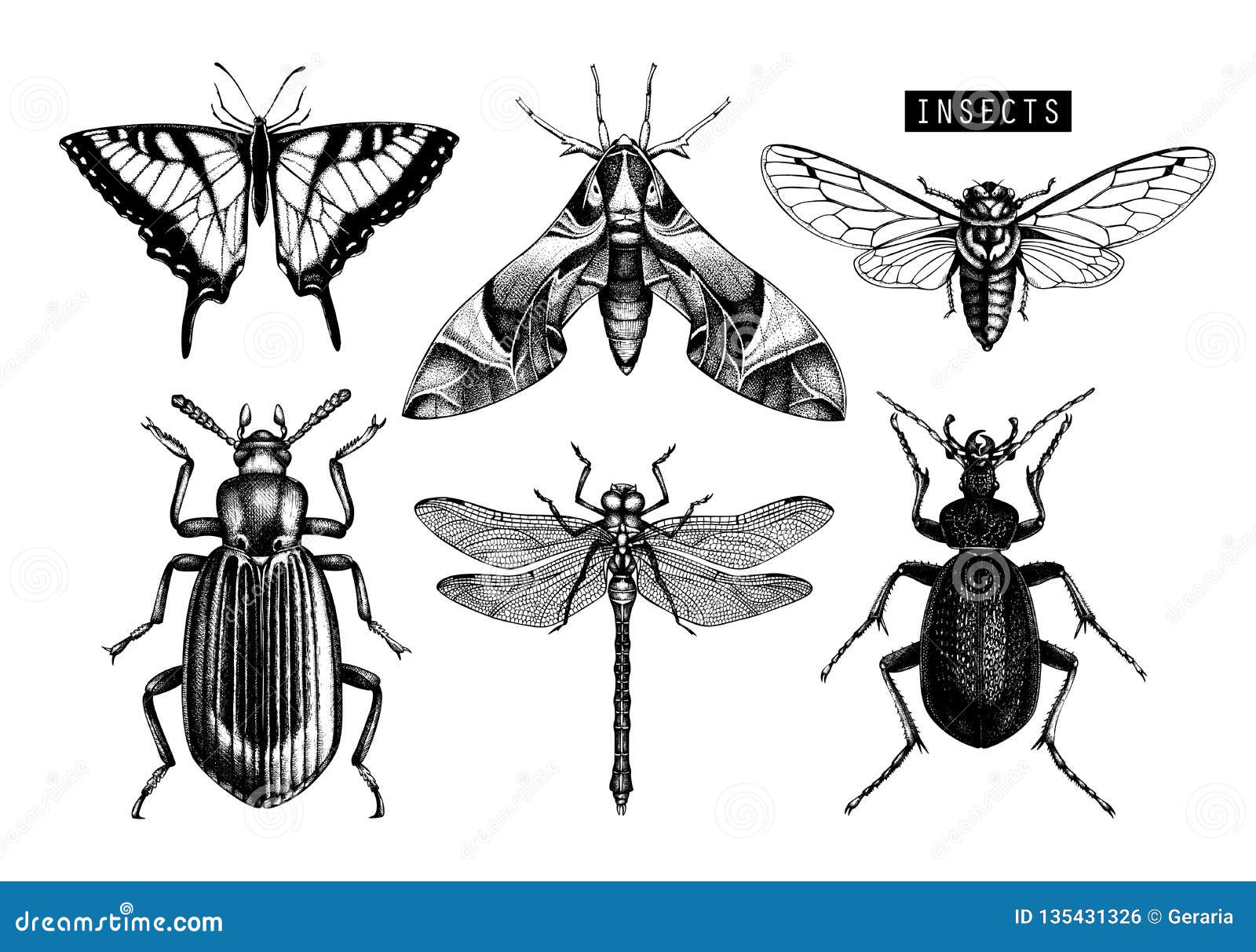  collection of hand drawn insects s. black butterflies, cicada, beetle, bug, dragonfly drawing. entomological sk