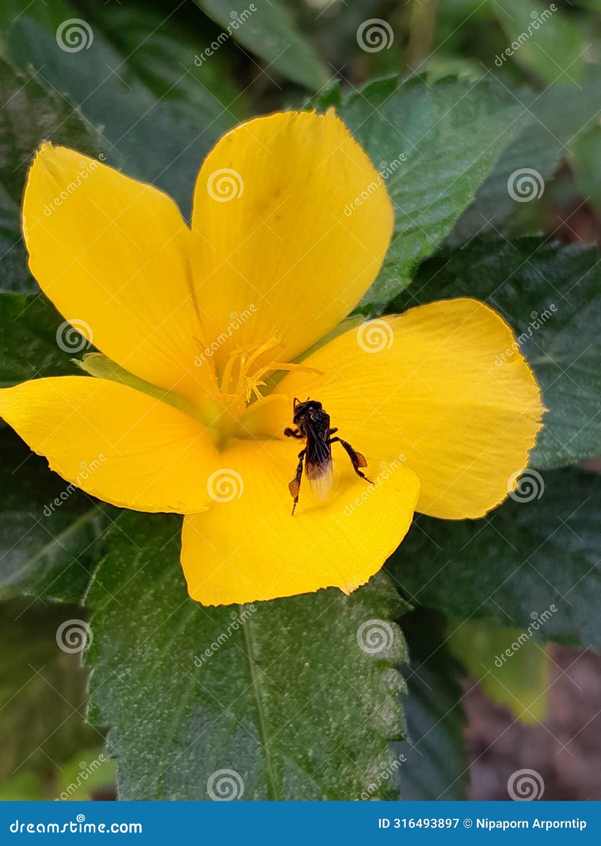 Insects Eat Nectar from Flowers Stock Image Image of close, life