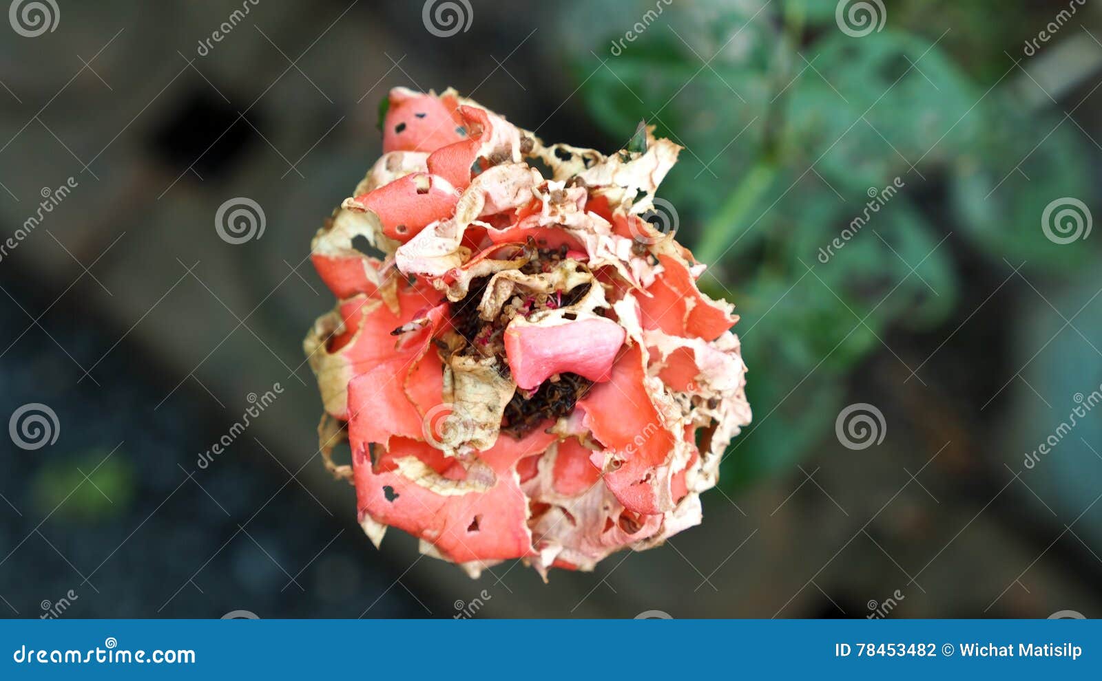 Insects eat Rose Flower stock photo. Image of eating 78453482