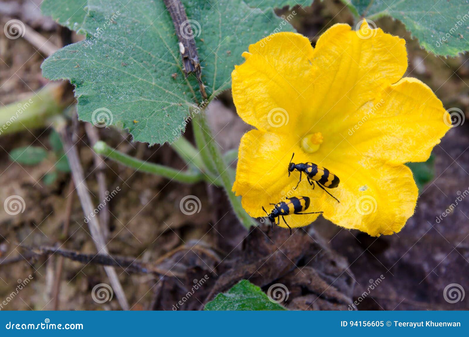 Insects are Eating Pumpkin Flowers Stock Image Image of beetle, blossom 94156605