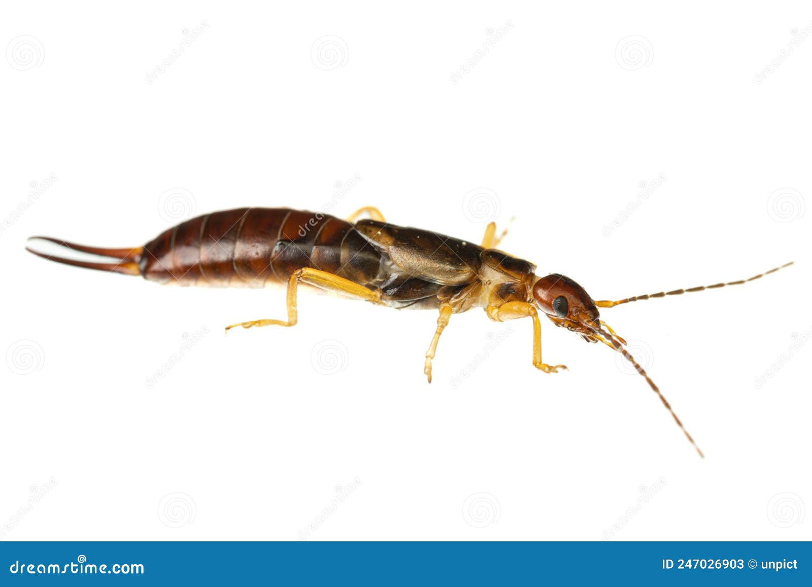 insects of europe: macro of common earwig  forficula auricularia german gemeiner ohrwurm   on white background - side