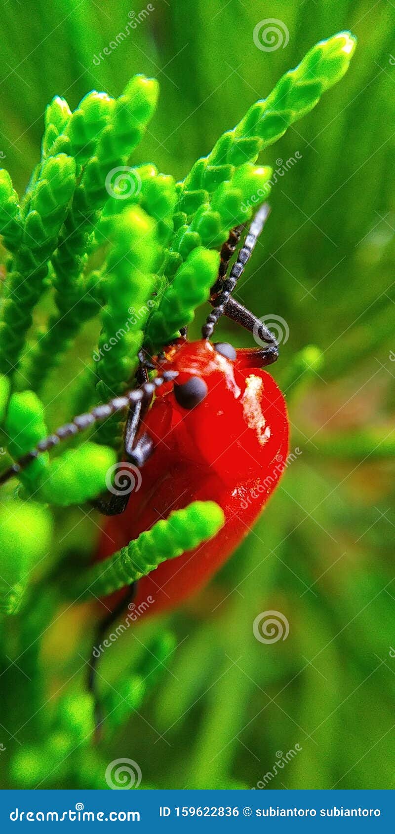 Insects on Evergreen Trees in the Dry Season Stock Photo Image of