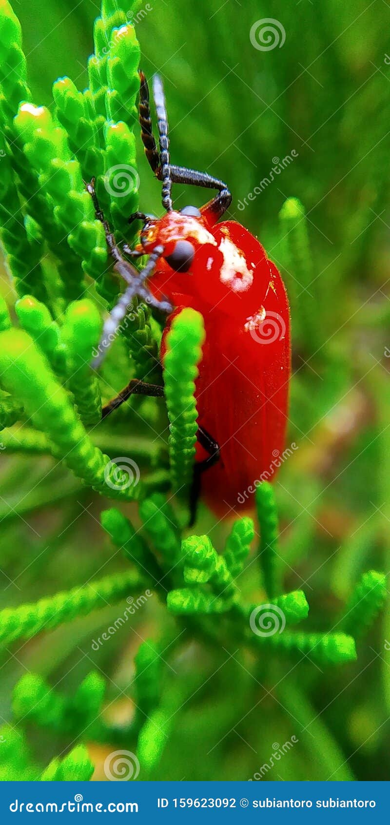 Insects on Evergreen Trees in the Dry Season Stock Photo Image of