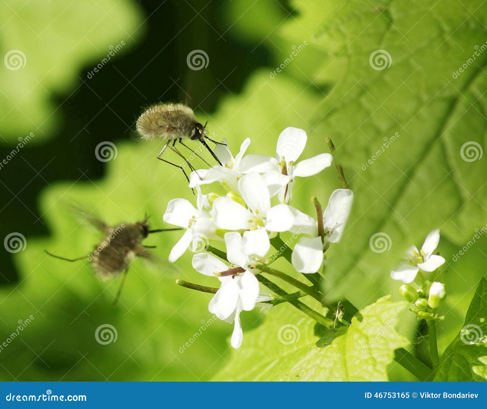 Insects on flowers stock image. Image of bloom, arthropod 46753165