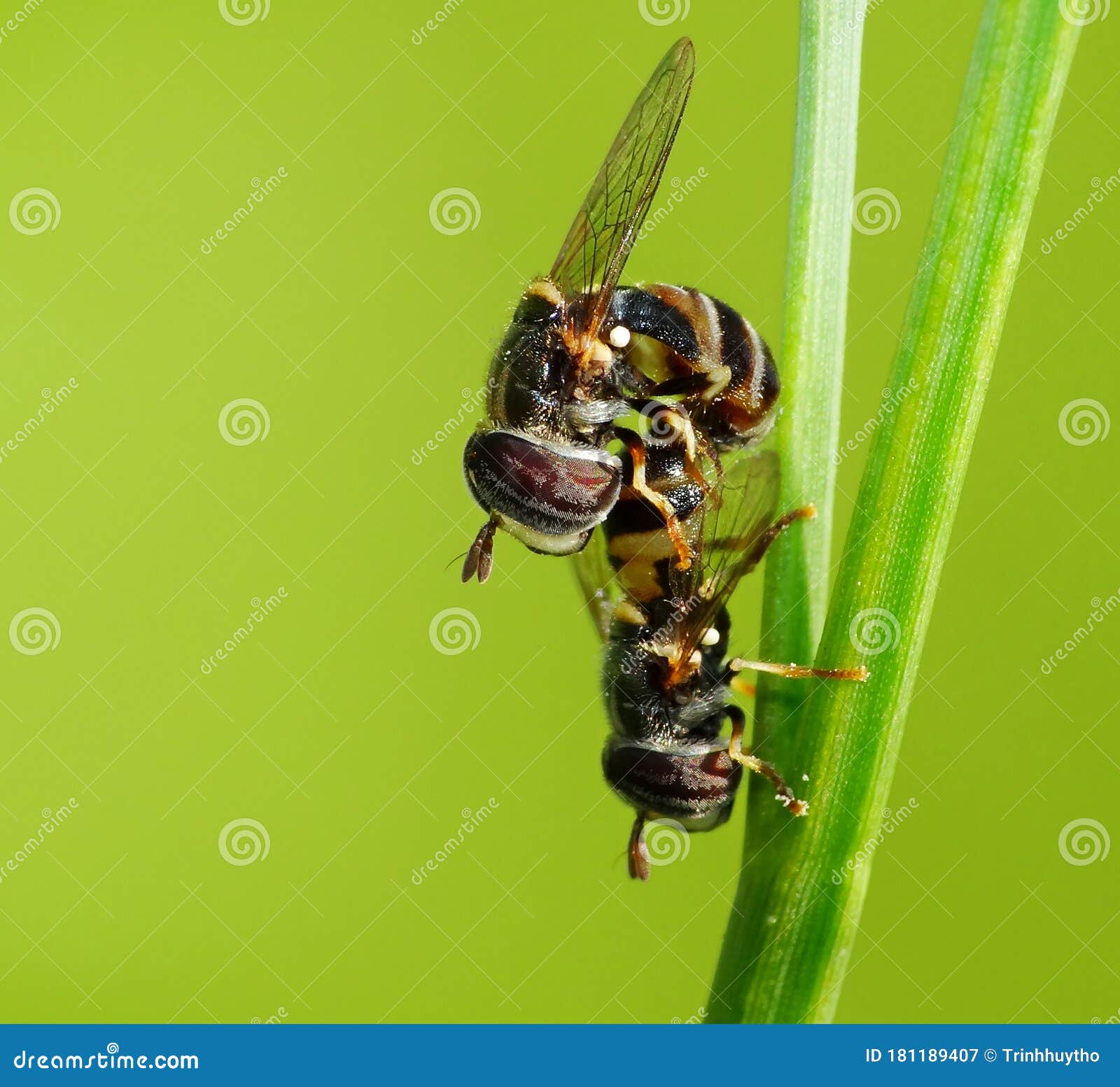 insect activity in daily life