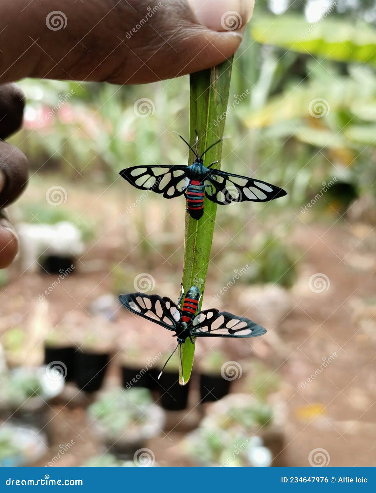 Insects Mating male female Stock Photo Image of leaf, mating 234647976