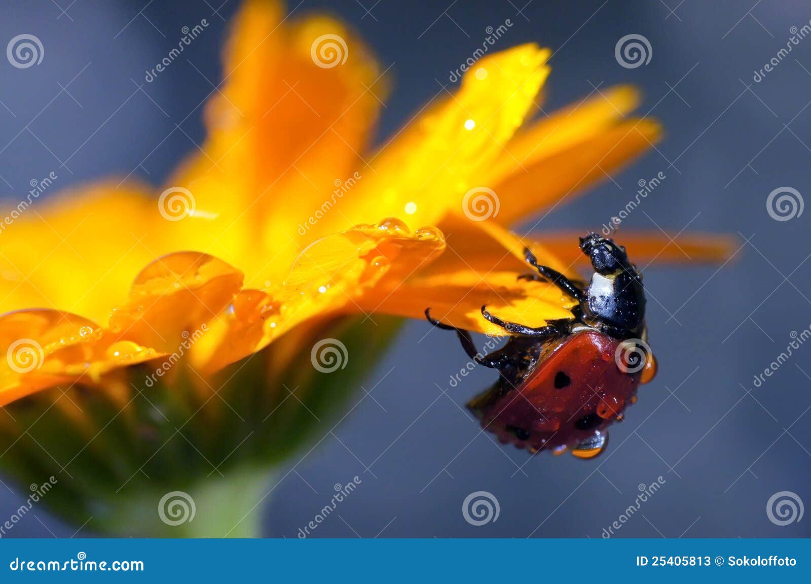Insects in the nature stock image. Image of nature, insects 25405813