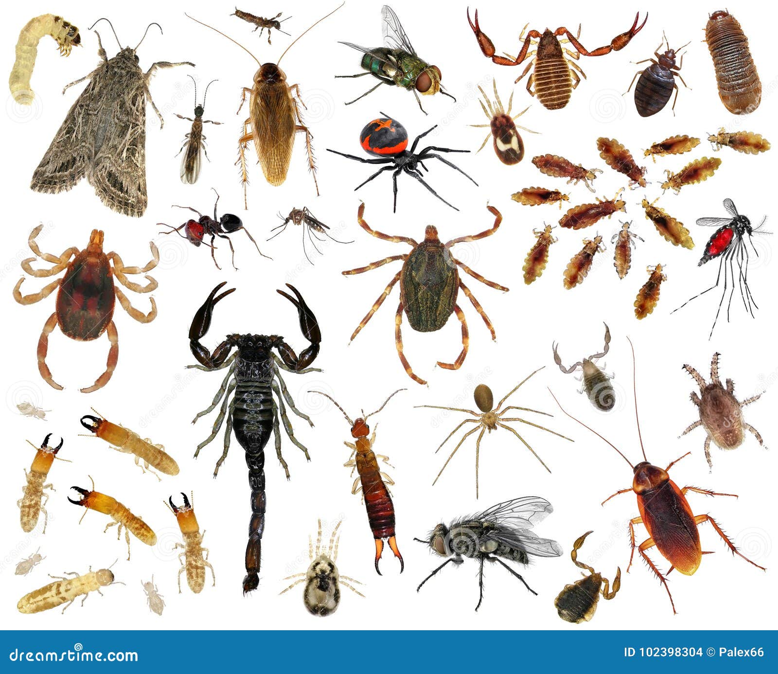 Насекомое живет в теле. Домашние вредители насекомые. Название домашних насекомых. Домашние насекомые паразиты.