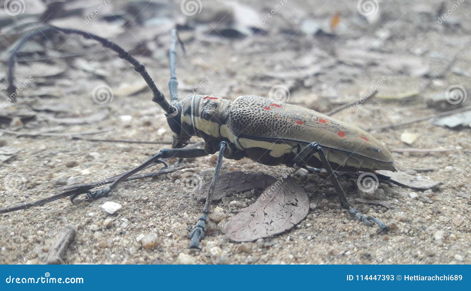 A special type of insects stock image. Image of popular - 114447393