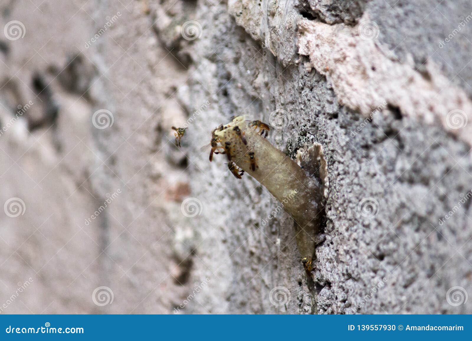 stingless bees on the wall