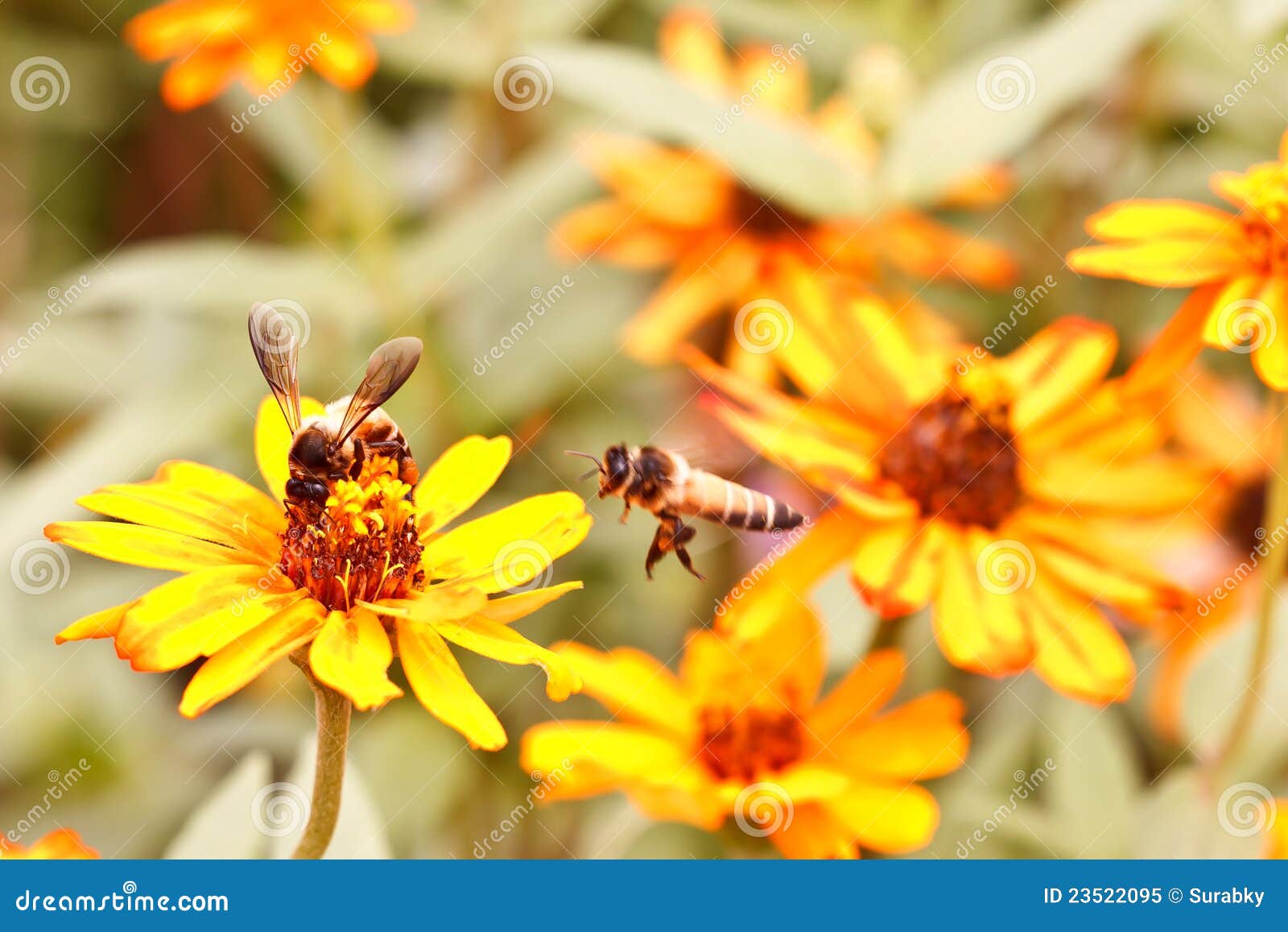 Insects and Zinnia stock image. Image of black, leaves 23522095