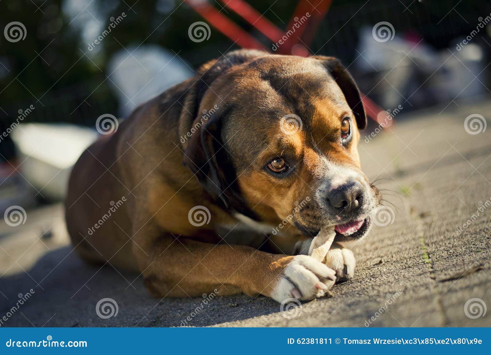 Insegua il gioco. Cane che gioca con un ramo