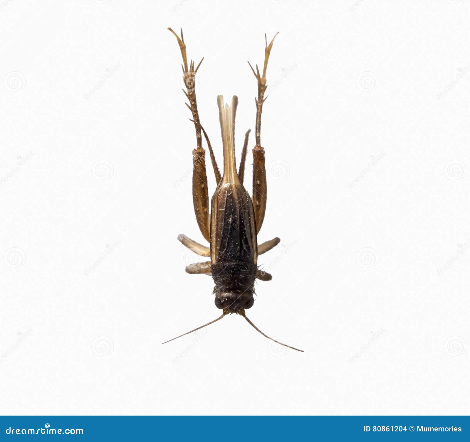 Inseto Marrom Do Grilo Pequeno No Fundo Branco Foto de Stock Imagem