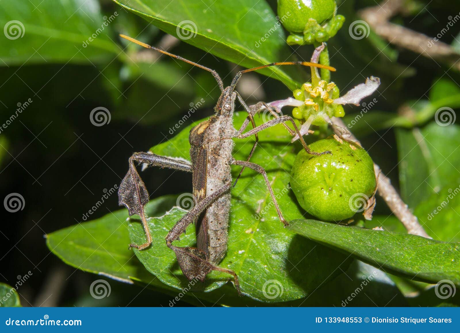 Inseto no zonatus do leptoglossus do acerola. Percevejo na plantação do acerola, inseto do zonatus científico do leptoglossus do nome