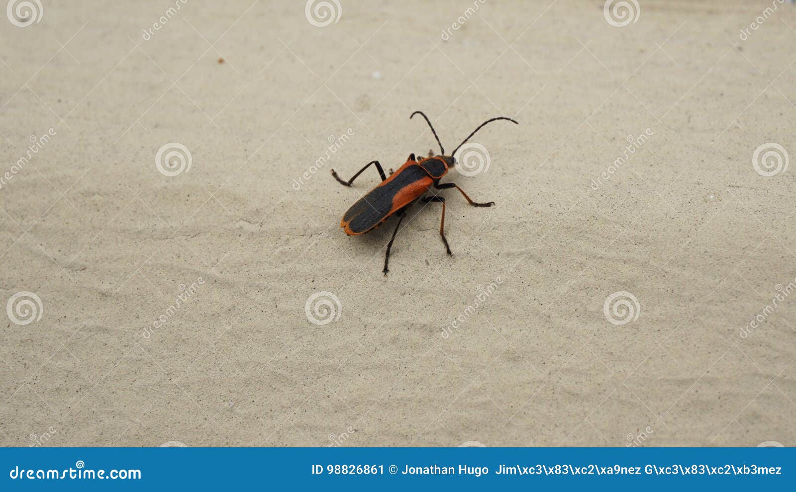 Inseto Preto E Vermelho Imagem De Stock Imagem De Pequeno 98826861