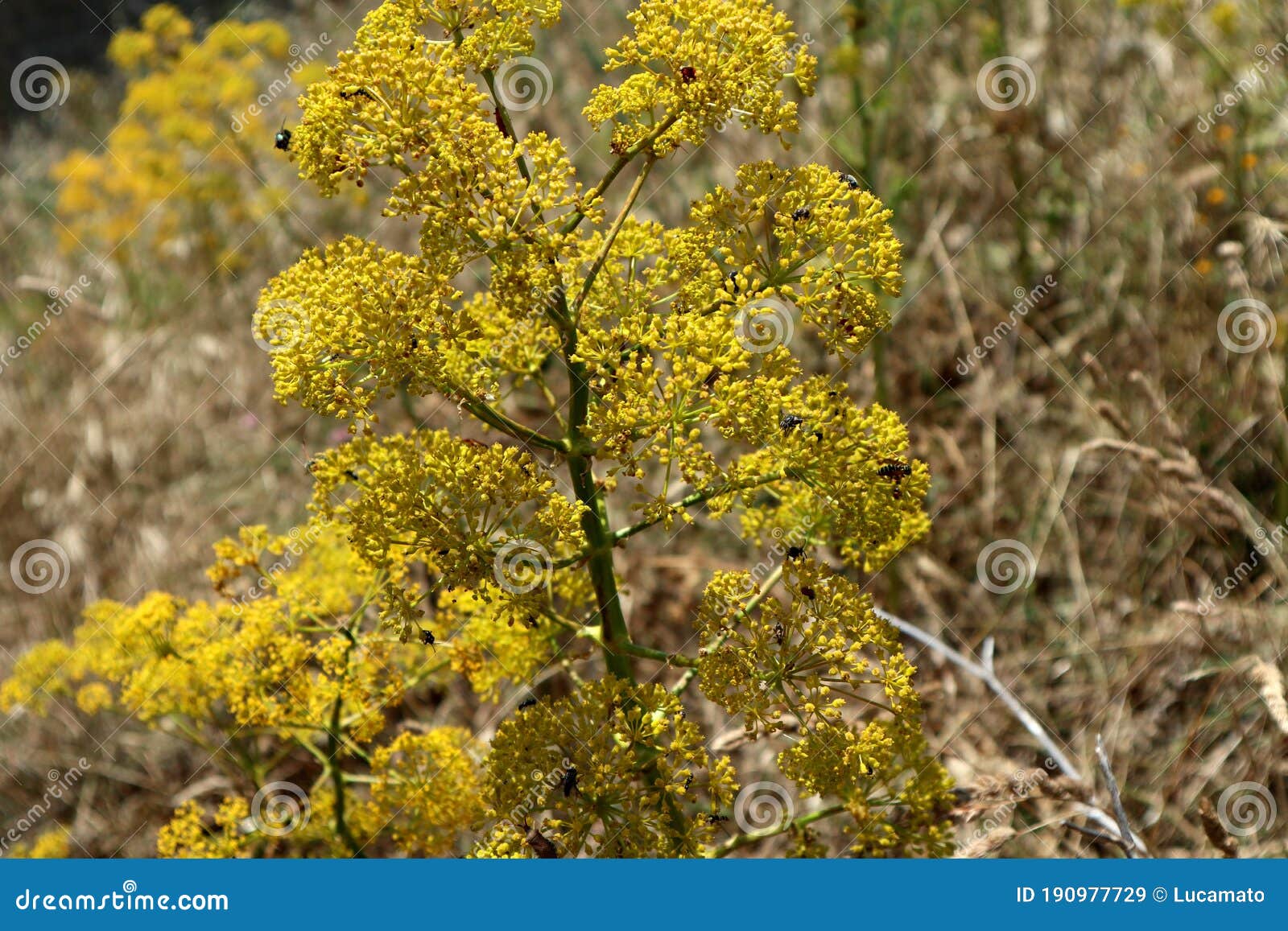 insetti su arbusto di fiori gialli
