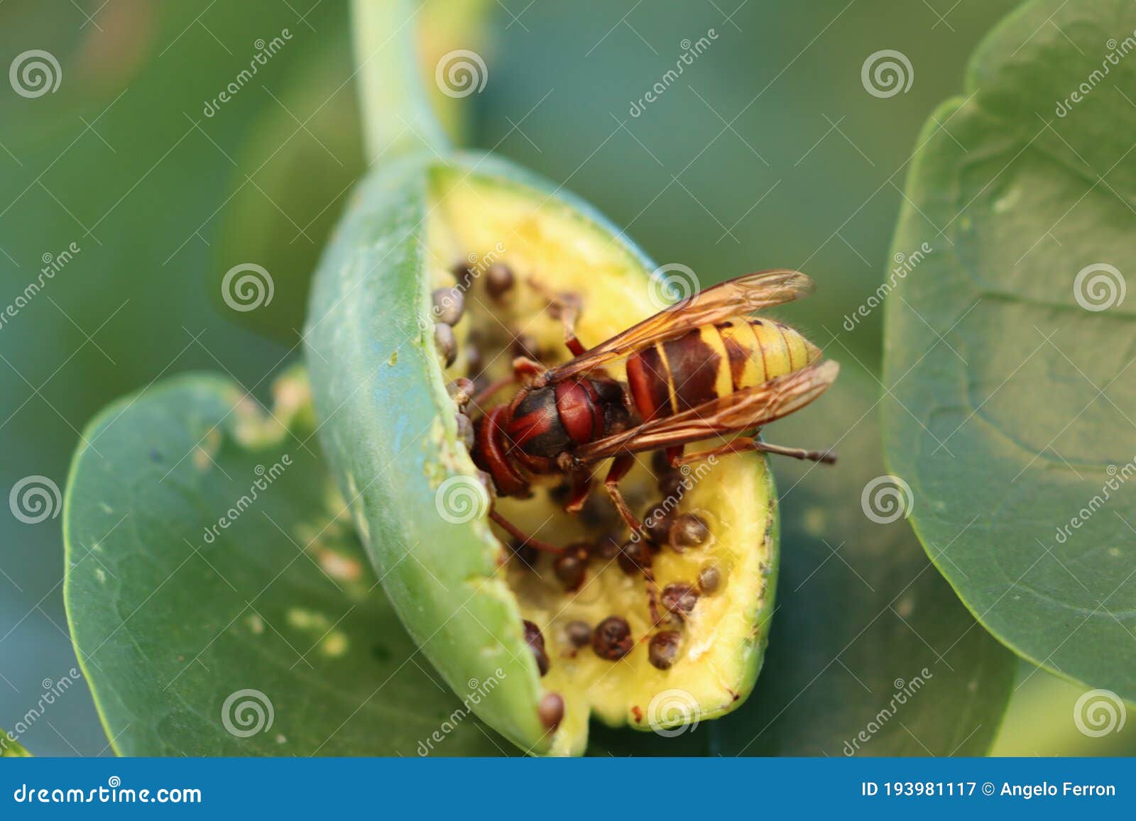 insetto calabrone su cucunci seme del cappero