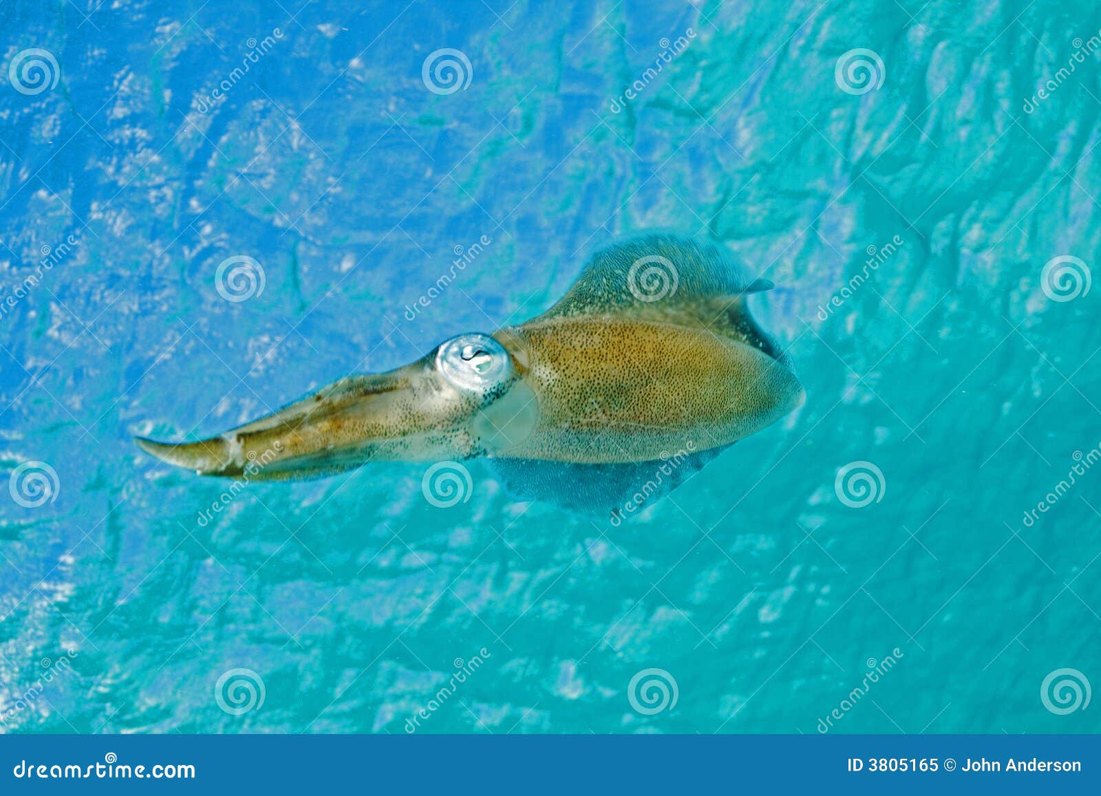 Inshore arrow squid stock image. Image of squid, bonaire 3805165