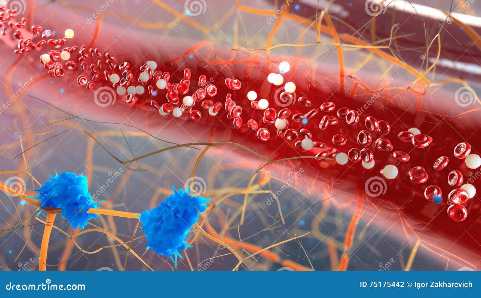 inside the blood vessel, white blood cells inside