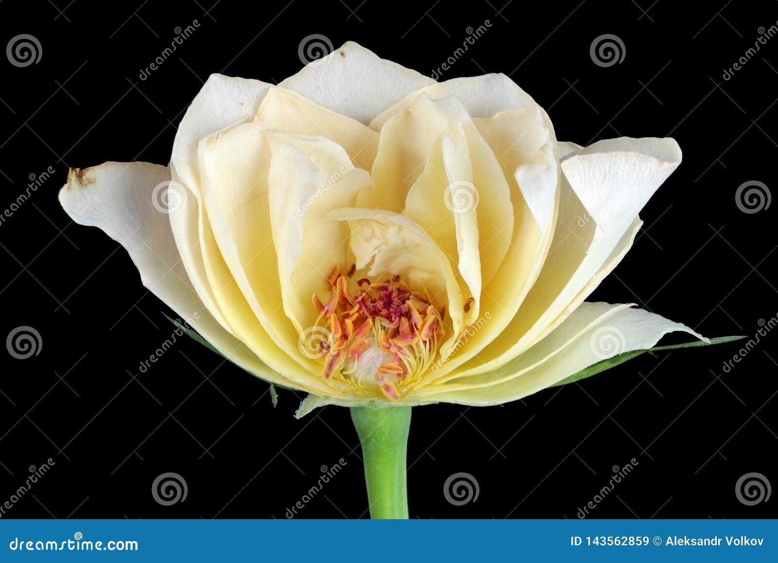Inside of Dying Sad White Rose Flower Isolated on Black Macro Stock Image Image of macro