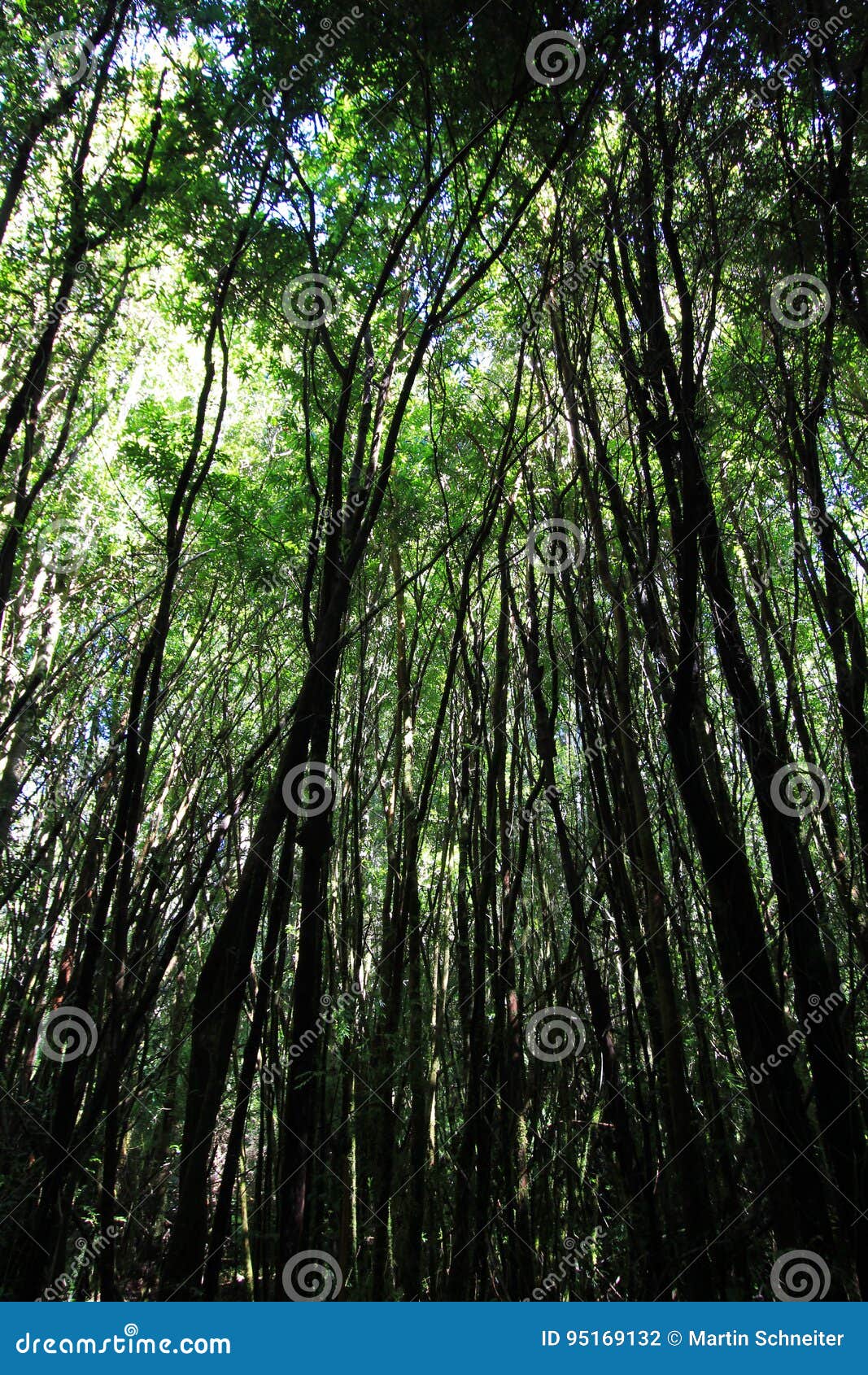 inside a forest of huge patagonian cypresses, fitzroya, cupressoides, alerce andino national park, patagonia, chile